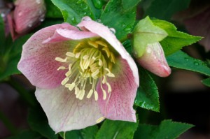 Hellebore