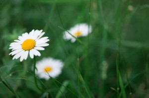 Marguerites