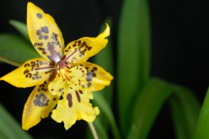 Oncidium