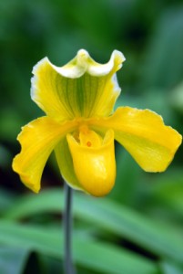 Paphiopedilum Paphiopedilum
