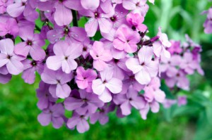 Phlox