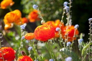 Ranunculus Ranunculus