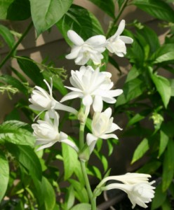 Tuberose Tuberose