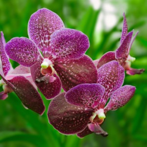 violet orchid vanda