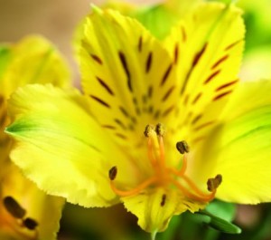 alstromeria flower