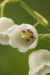 lily of the valley flower