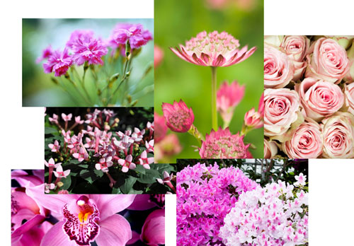 pink flowers names