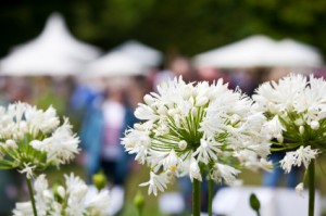 Flower show with white agapanthus