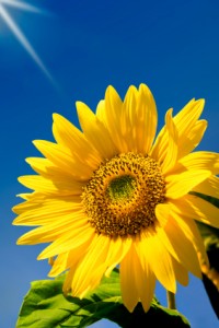 British grown sunflower
