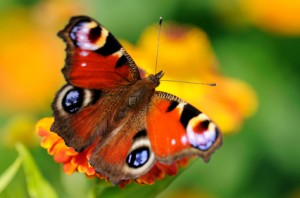close up of a butterfly on a flower