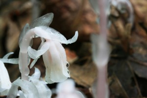 Indian Pipe